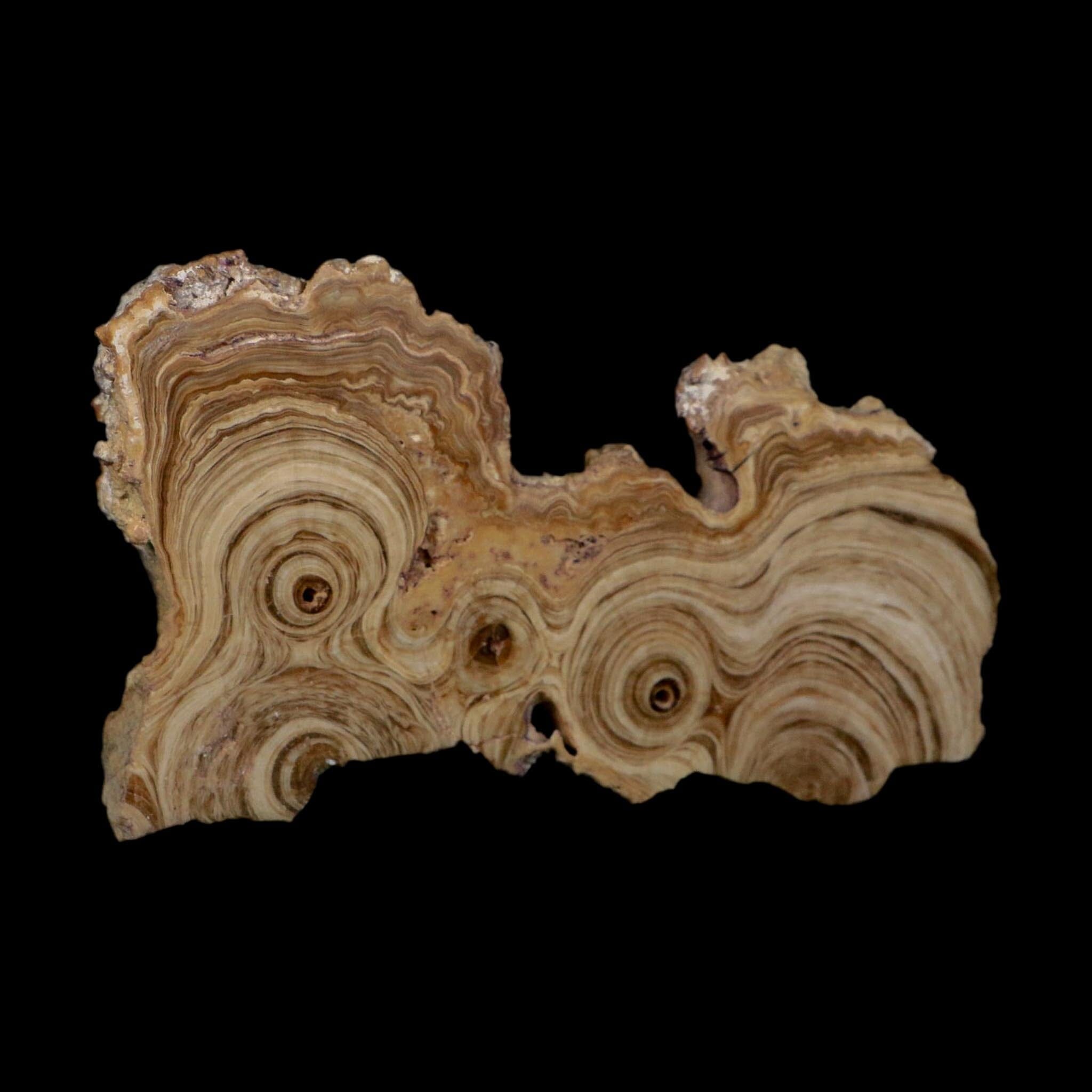 5.4" Aragonite Stalactite Slice Cave Calcite Crystal Mineral Specimen Morocco