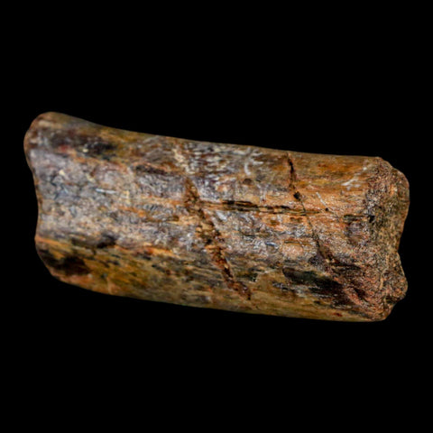 2" Mosasaur Fossil Rib Section Cretaceous Dinosaur Era Texas Ozan FM COA - Fossil Age Minerals