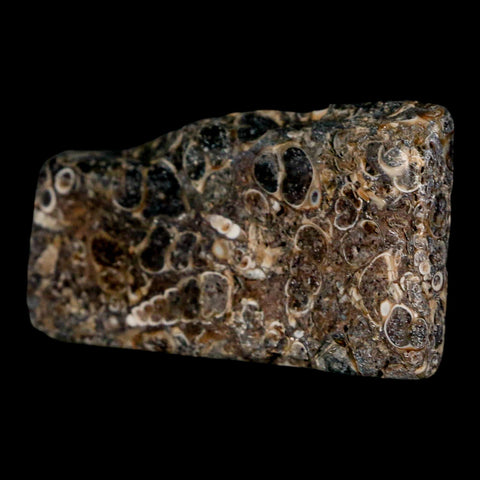 2.2" Polished Cut Slab Of Fossil Turritella Shells Eocene Age Wyoming Gastropod Shells - Fossil Age Minerals