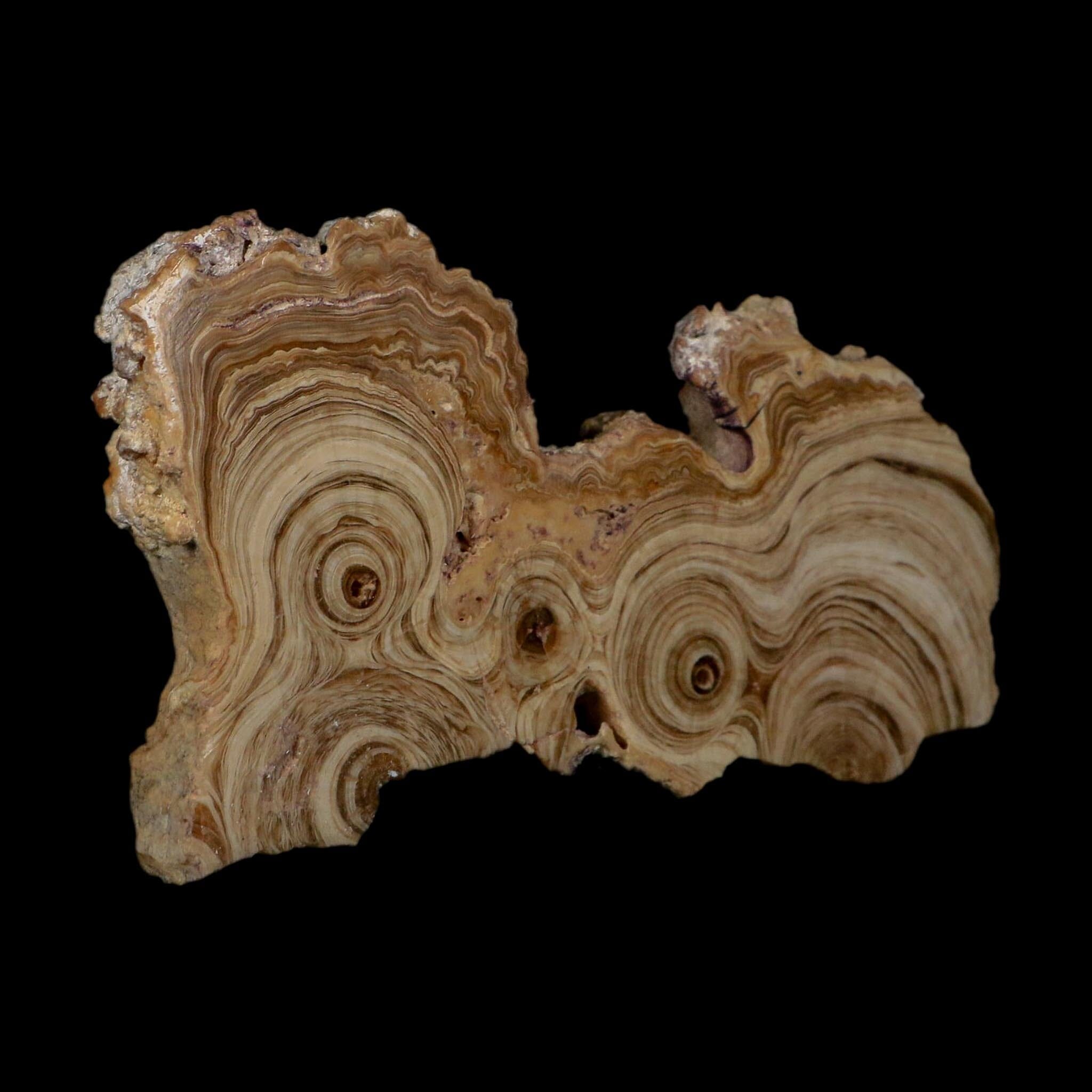 5.4" Aragonite Stalactite Slice Cave Calcite Crystal Mineral Specimen Morocco
