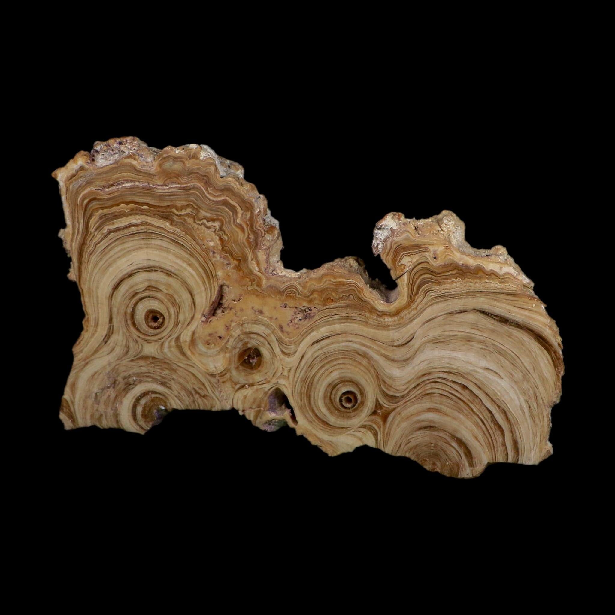 5.4" Aragonite Stalactite Slice Cave Calcite Crystal Mineral Specimen Morocco