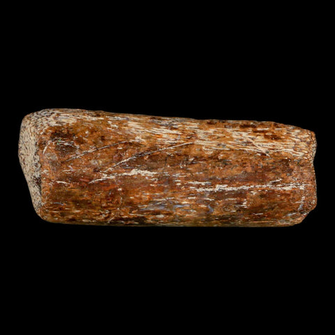 2.3" Mosasaur Fossil Rib Section Cretaceous Dinosaur Era Texas Ozan FM COA - Fossil Age Minerals