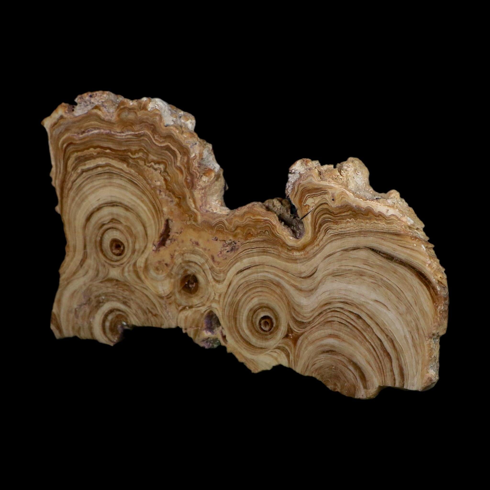 5.4" Aragonite Stalactite Slice Cave Calcite Crystal Mineral Specimen Morocco