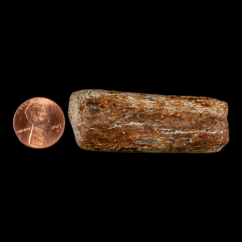 2.3" Mosasaur Fossil Rib Section Cretaceous Dinosaur Era Texas Ozan FM COA - Fossil Age Minerals