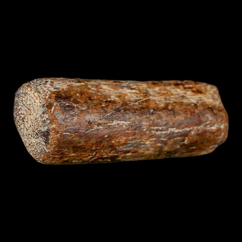 2.3" Mosasaur Fossil Rib Section Cretaceous Dinosaur Era Texas Ozan FM COA - Fossil Age Minerals