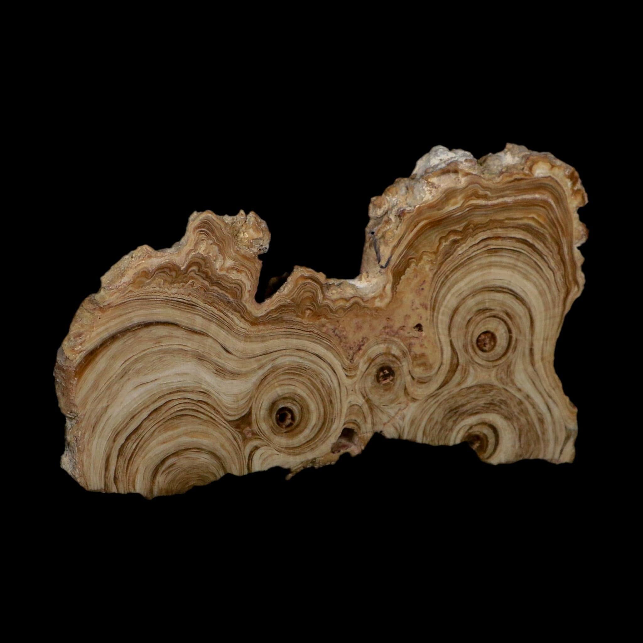 5.4" Aragonite Stalactite Slice Cave Calcite Crystal Mineral Specimen Morocco