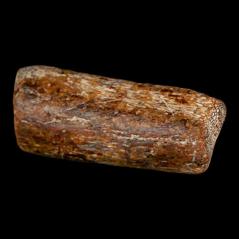 2.3" Mosasaur Fossil Rib Section Cretaceous Dinosaur Era Texas Ozan FM COA - Fossil Age Minerals