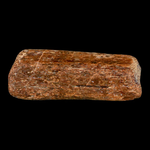 2.3" Mosasaur Fossil Rib Section Cretaceous Dinosaur Era Texas Ozan FM COA - Fossil Age Minerals