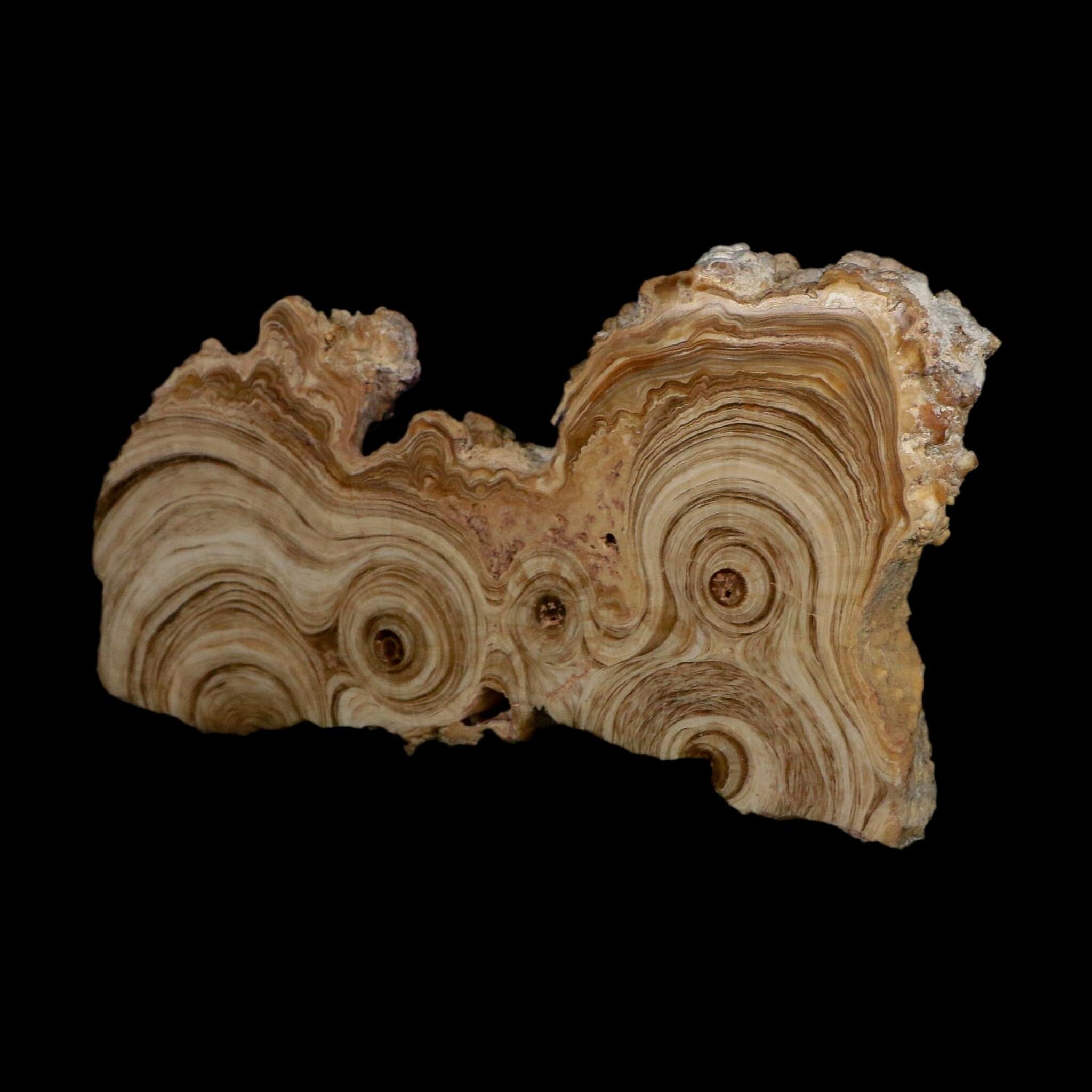 5.4" Aragonite Stalactite Slice Cave Calcite Crystal Mineral Specimen Morocco