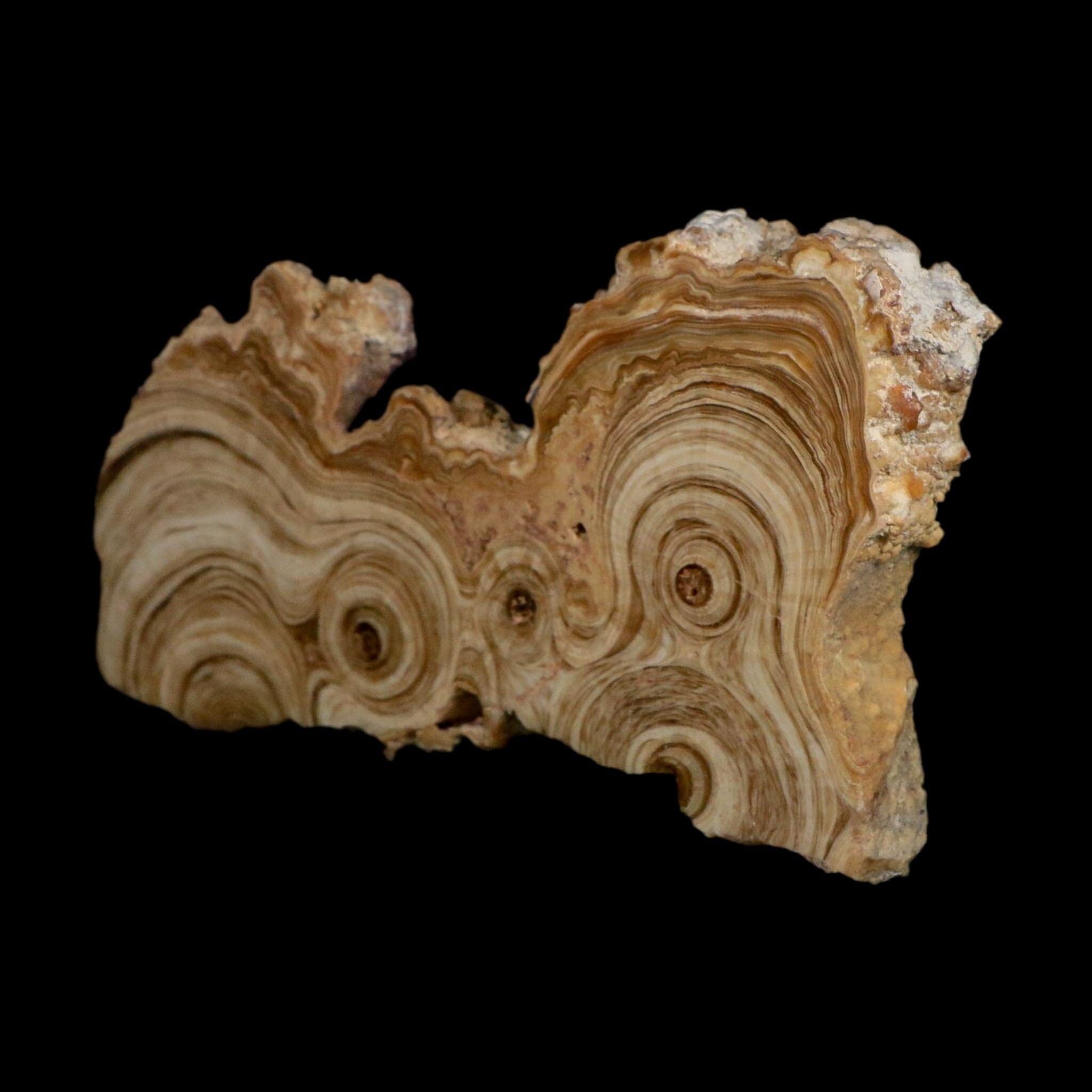5.4" Aragonite Stalactite Slice Cave Calcite Crystal Mineral Specimen Morocco