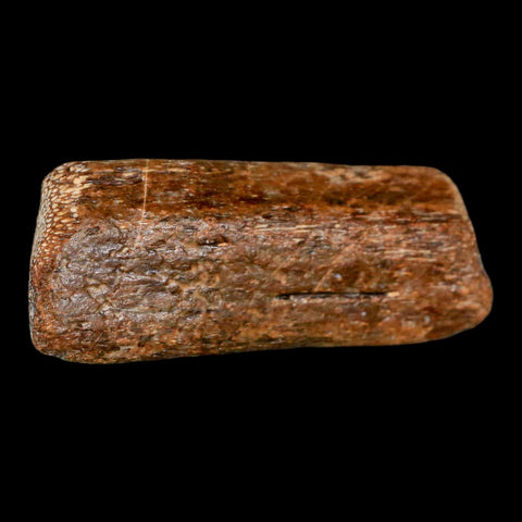 2.3" Mosasaur Fossil Rib Section Cretaceous Dinosaur Era Texas Ozan FM COA - Fossil Age Minerals