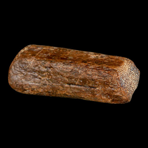 2.3" Mosasaur Fossil Rib Section Cretaceous Dinosaur Era Texas Ozan FM COA - Fossil Age Minerals