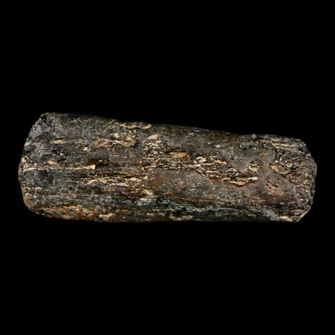 2.2" Mosasaur Fossil Rib Section Cretaceous Dinosaur Era Texas Ozan FM COA - Fossil Age Minerals