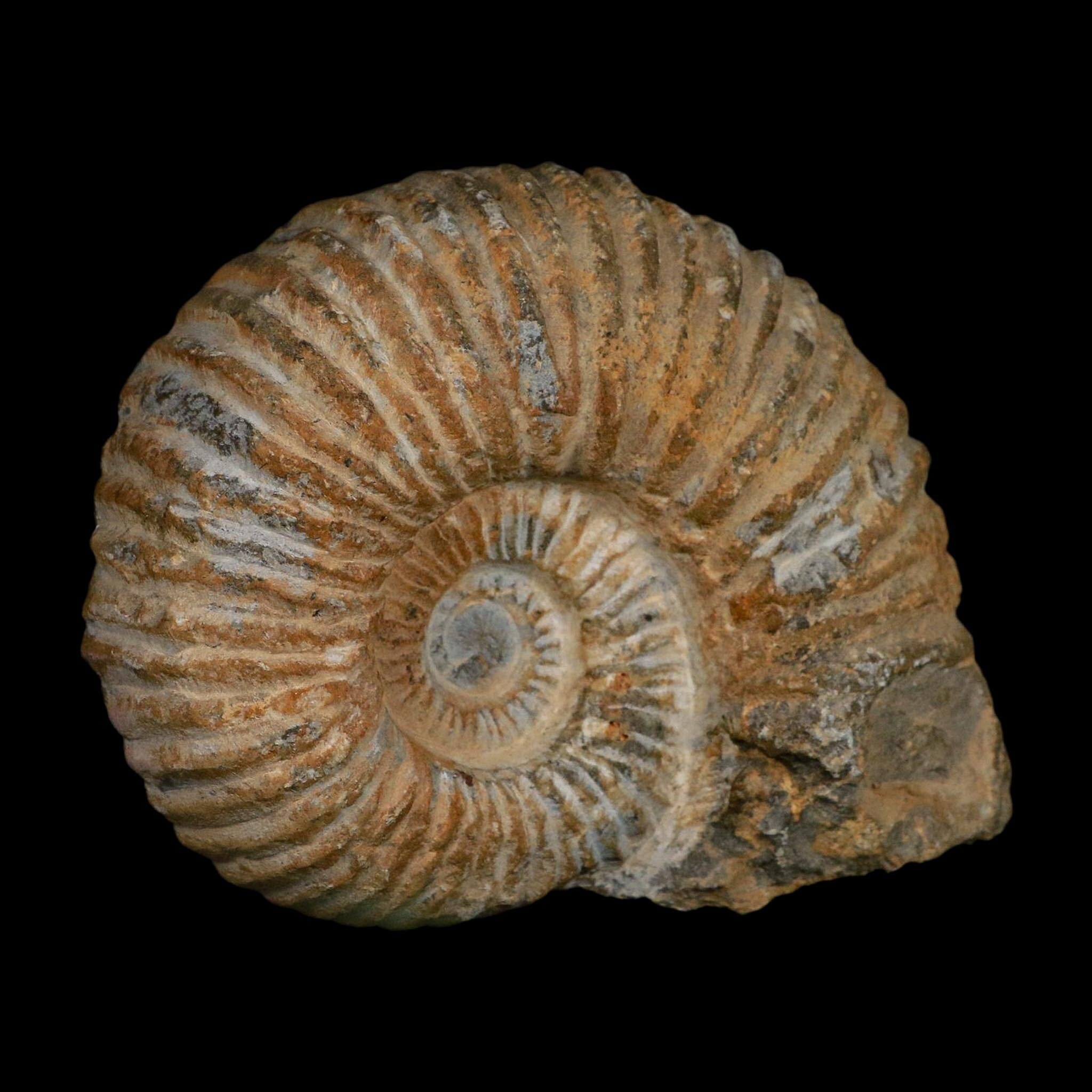 5.2" Acanthoceras Ammonite Fossil Agadir Morocco 360 Million Year Old COA - Fossil Age Minerals