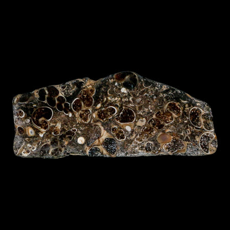 2.8" Polished Cut Slab Of Fossil Turritella Shells Eocene Age Wyoming Gastropod Shells