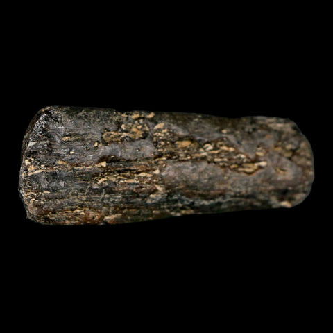 2.2" Mosasaur Fossil Rib Section Cretaceous Dinosaur Era Texas Ozan FM COA - Fossil Age Minerals