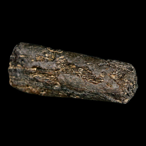 2.2" Mosasaur Fossil Rib Section Cretaceous Dinosaur Era Texas Ozan FM COA - Fossil Age Minerals