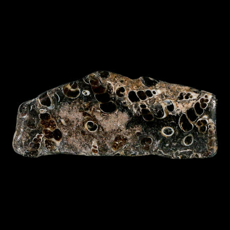 2.8" Polished Cut Slab Of Fossil Turritella Shells Eocene Age Wyoming Gastropod Shells