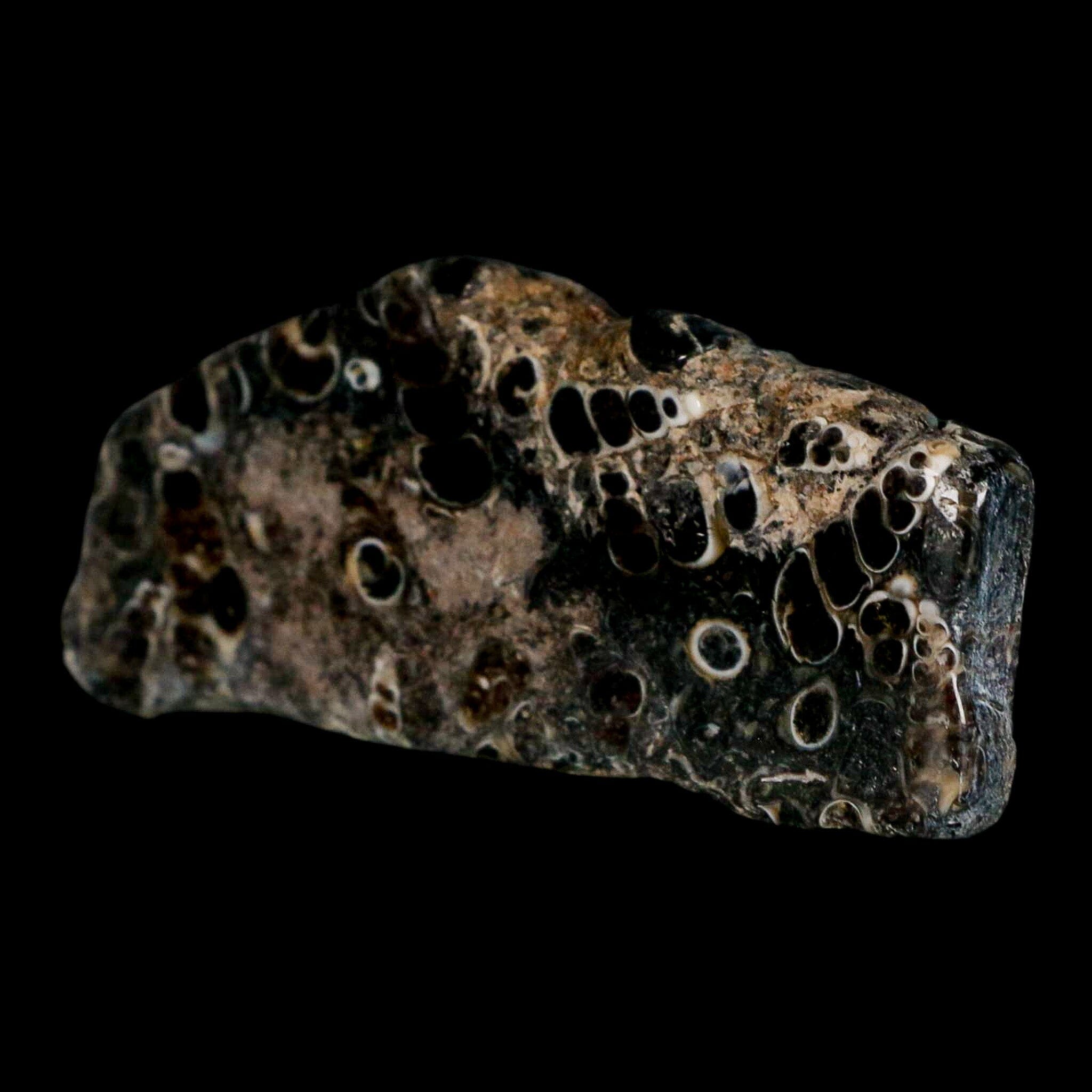 2.8" Polished Cut Slab Of Fossil Turritella Shells Eocene Age Wyoming Gastropod Shells - Fossil Age Minerals