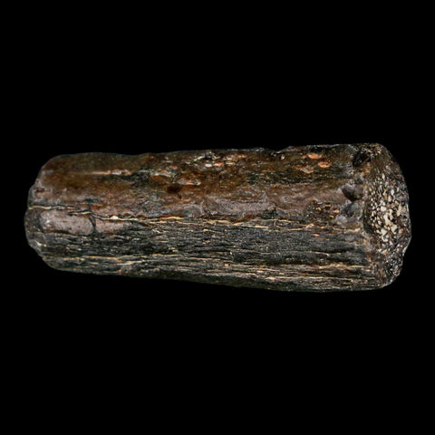 2.2" Mosasaur Fossil Rib Section Cretaceous Dinosaur Era Texas Ozan FM COA - Fossil Age Minerals