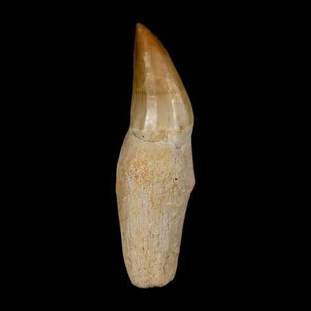 2.4" Halisaurus Walkeri Mosasaur Fossil Tooth Rooted Cretaceous Dinosaur Era COA
