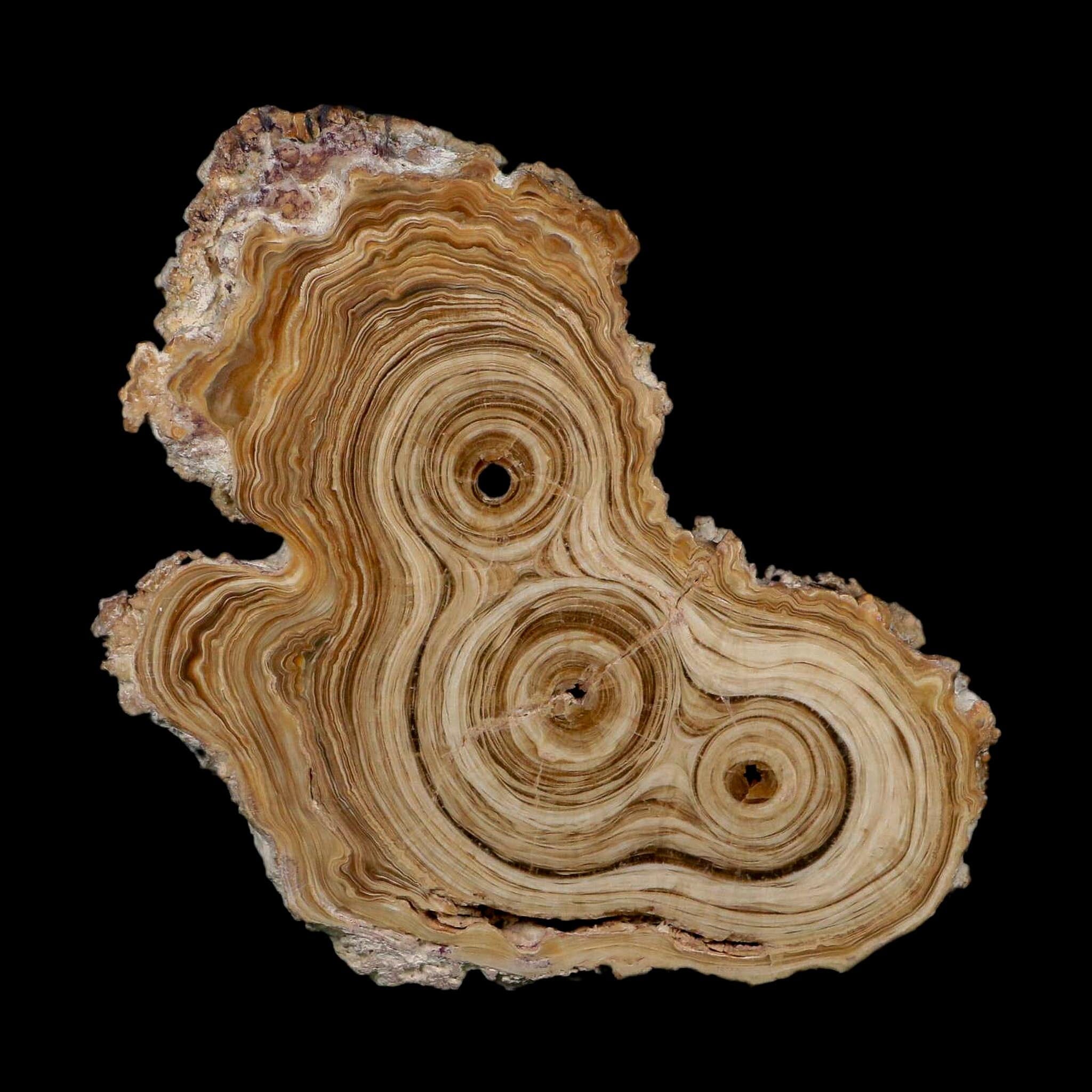 4.9" Aragonite Stalactite Slice Cave Calcite Crystal Mineral Specimen Morocco