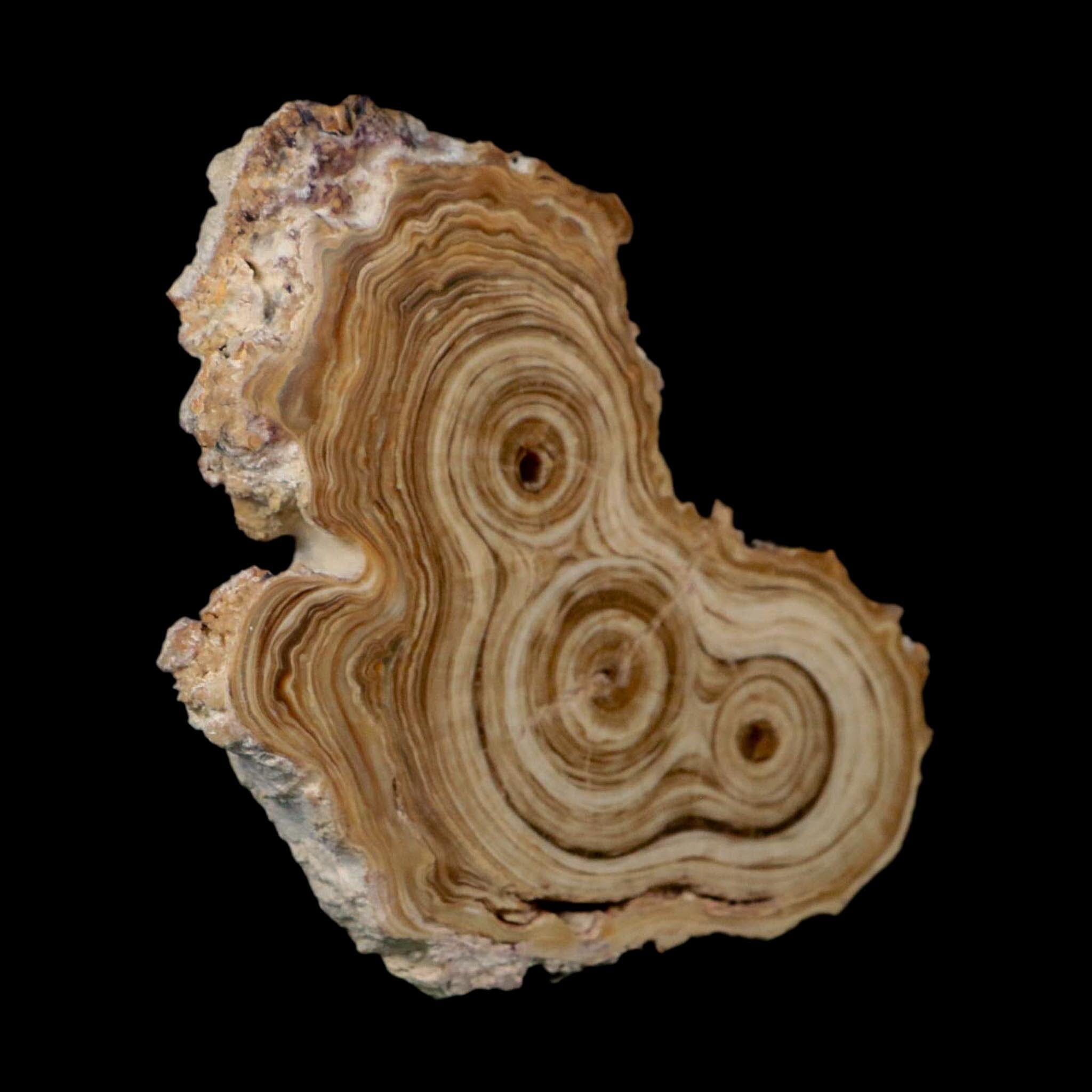 4.9" Aragonite Stalactite Slice Cave Calcite Crystal Mineral Specimen Morocco