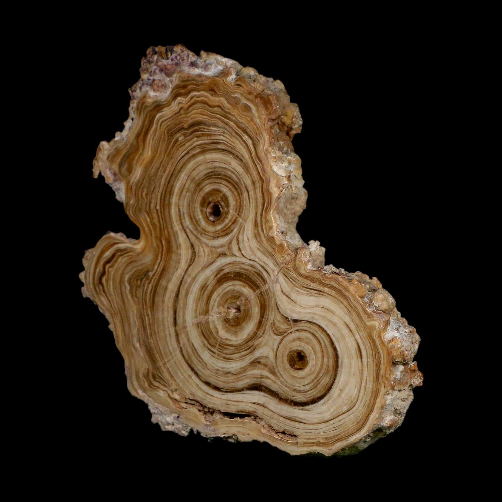 4.9" Aragonite Stalactite Slice Cave Calcite Crystal Mineral Specimen Morocco