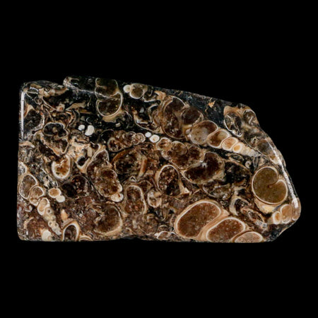 2.4" Polished Cut Slab Of Fossil Turritella Shells Eocene Age Wyoming Gastropod Shells