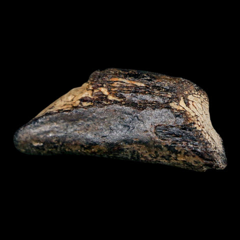 1.9" Mosasaur Fossil Rib Section Cretaceous Dinosaur Era Texas Ozan FM COA - Fossil Age Minerals