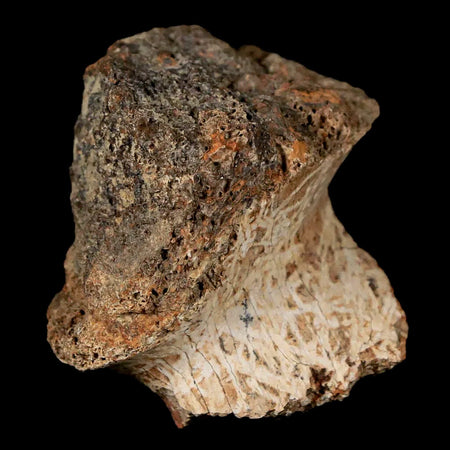 1.3" Rare Nanotyrannus Tyrannosaurus Fossil Bone Dinosaur Lance Creek FM WY