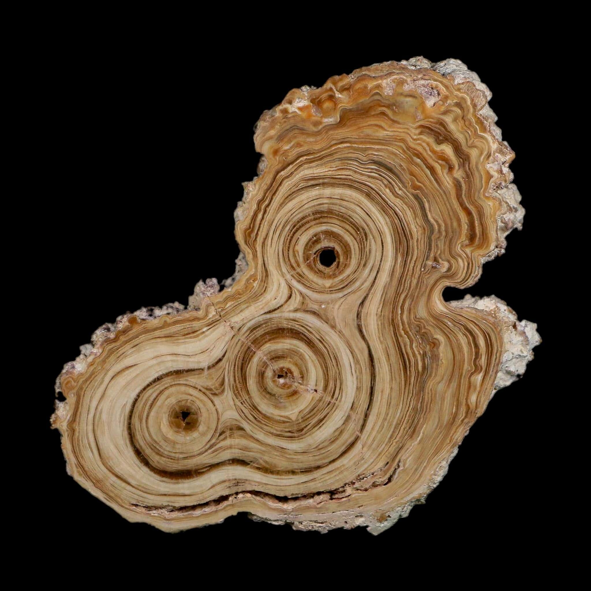 4.9" Aragonite Stalactite Slice Cave Calcite Crystal Mineral Specimen Morocco