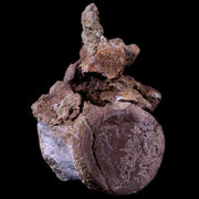 3.2" Pachycephalosaurus Dinosaur Fossil Vertebrae Bone Lance Creek Wyoming COA