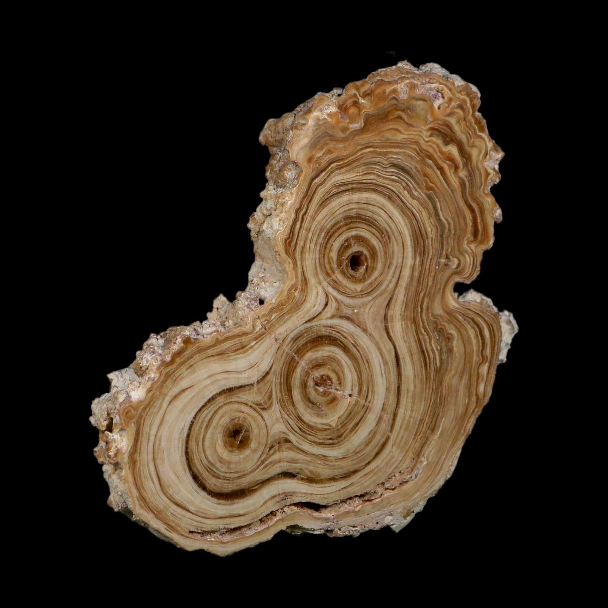4.9" Aragonite Stalactite Slice Cave Calcite Crystal Mineral Specimen Morocco