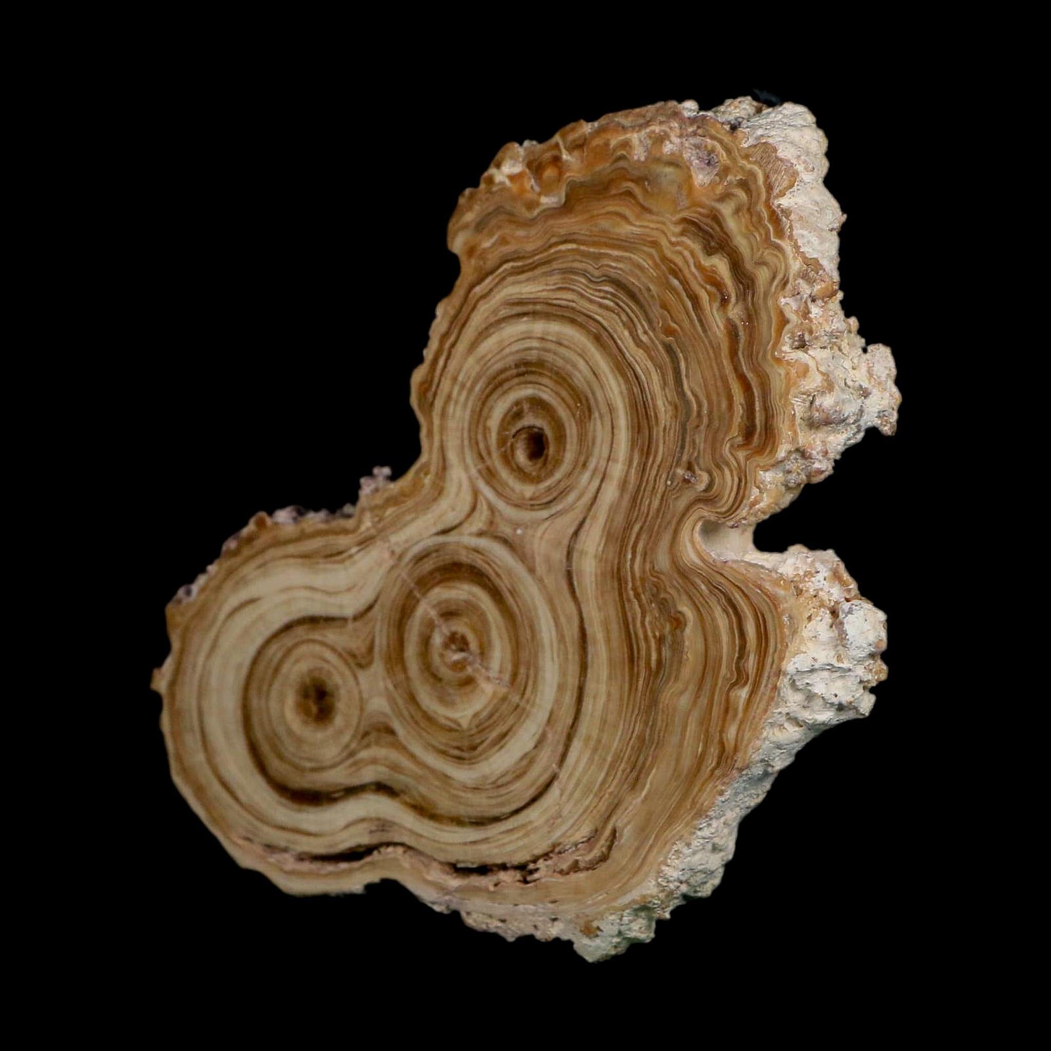 4.9" Aragonite Stalactite Slice Cave Calcite Crystal Mineral Specimen Morocco
