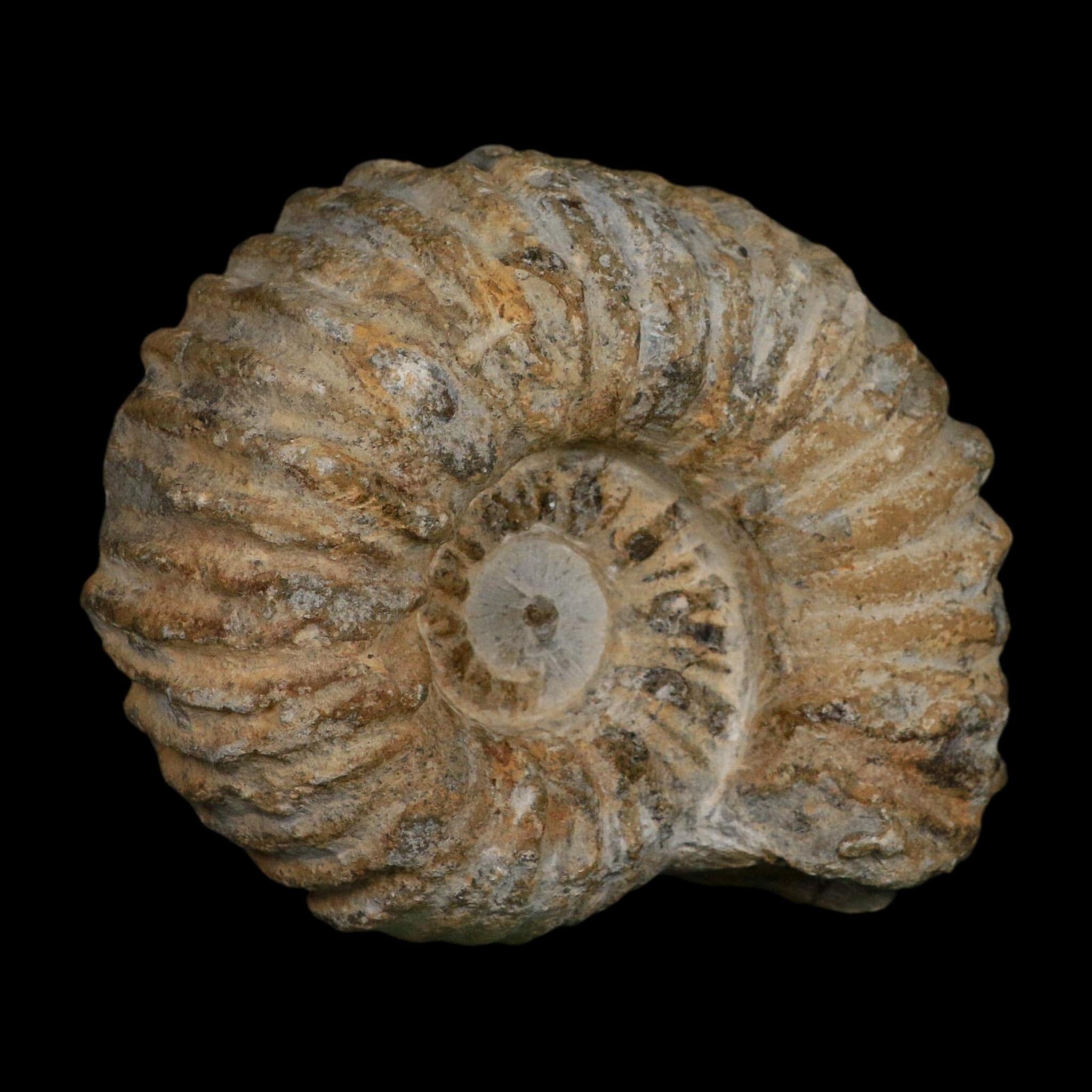 4.5" Acanthoceras Ammonite Fossil Agadir Morocco 360 Million Year Old COA - Fossil Age Minerals