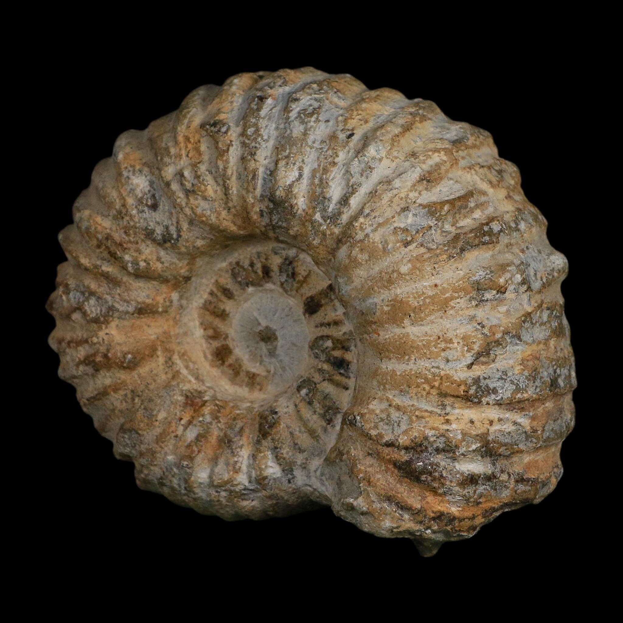4.5" Acanthoceras Ammonite Fossil Agadir Morocco 360 Million Year Old COA - Fossil Age Minerals