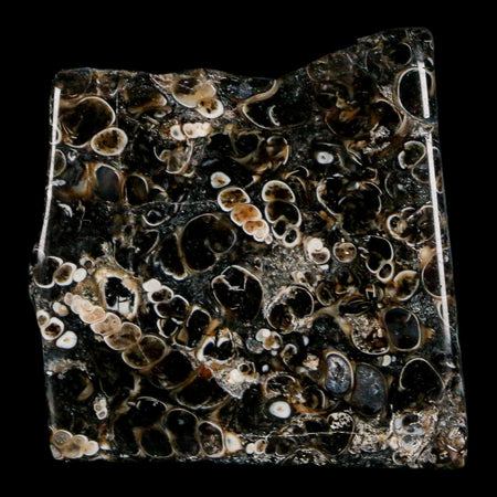 1.9" Polished Cut Slab Of Fossil Turritella Shells Eocene Age Wyoming Gastropod Shells