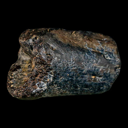 1.7" Mosasaur Fossil Rib Section Cretaceous Dinosaur Era Texas Ozan FM COA