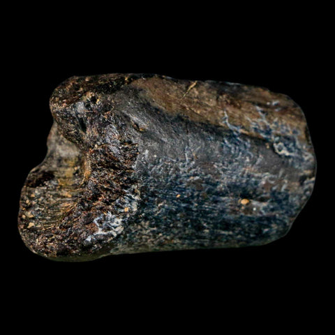 1.7" Mosasaur Fossil Rib Section Cretaceous Dinosaur Era Texas Ozan FM COA - Fossil Age Minerals