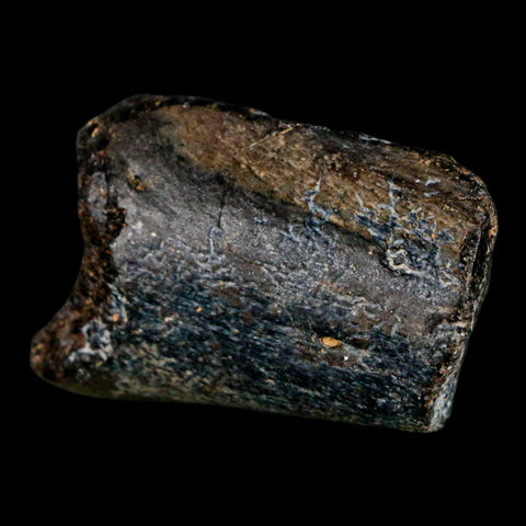 1.7" Mosasaur Fossil Rib Section Cretaceous Dinosaur Era Texas Ozan FM COA - Fossil Age Minerals