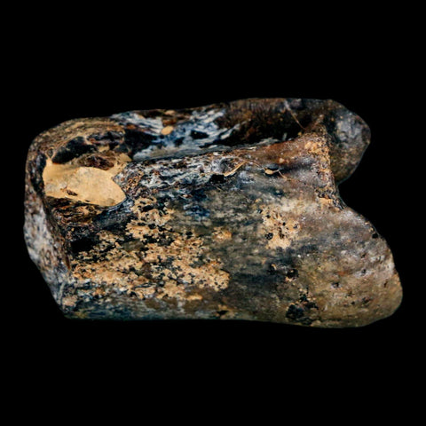 1.7" Mosasaur Fossil Rib Section Cretaceous Dinosaur Era Texas Ozan FM COA - Fossil Age Minerals