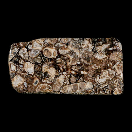 2.9" Polished Cut Slab Of Fossil Turritella Shells Eocene Age Wyoming Gastropod Shells