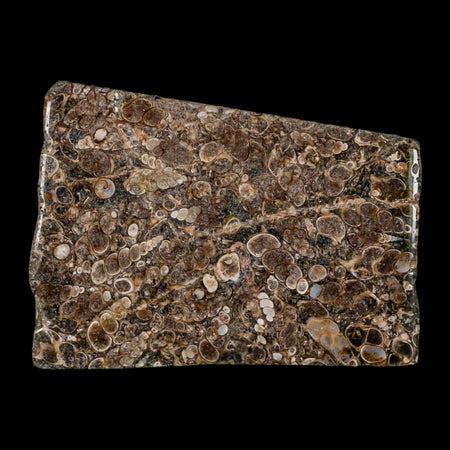 4.2" Polished Cut Slab Of Fossil Turritella Shells Eocene Age Wyoming Gastropod Shells