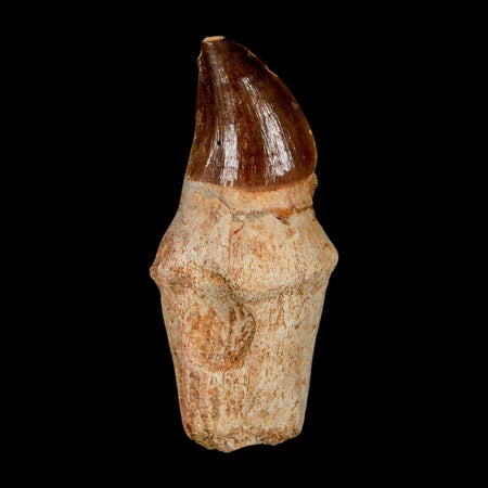 2.4" Mosasaur Prognathodon Anceps Fossil Tooth Rooted Cretaceous Dinosaur Era COA