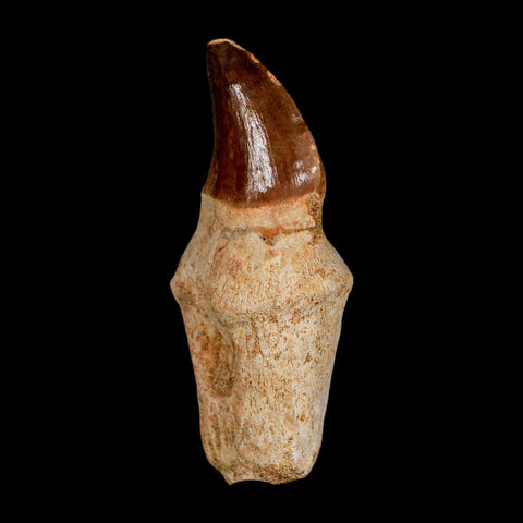 2.4" Mosasaur Prognathodon Anceps Fossil Tooth Rooted Cretaceous Dinosaur Era COA - Fossil Age Minerals