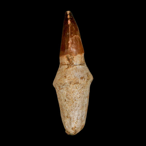 2.4" Mosasaur Prognathodon Anceps Fossil Tooth Rooted Cretaceous Dinosaur Era COA - Fossil Age Minerals