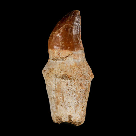2.4" Mosasaur Prognathodon Anceps Fossil Tooth Rooted Cretaceous Dinosaur Era COA