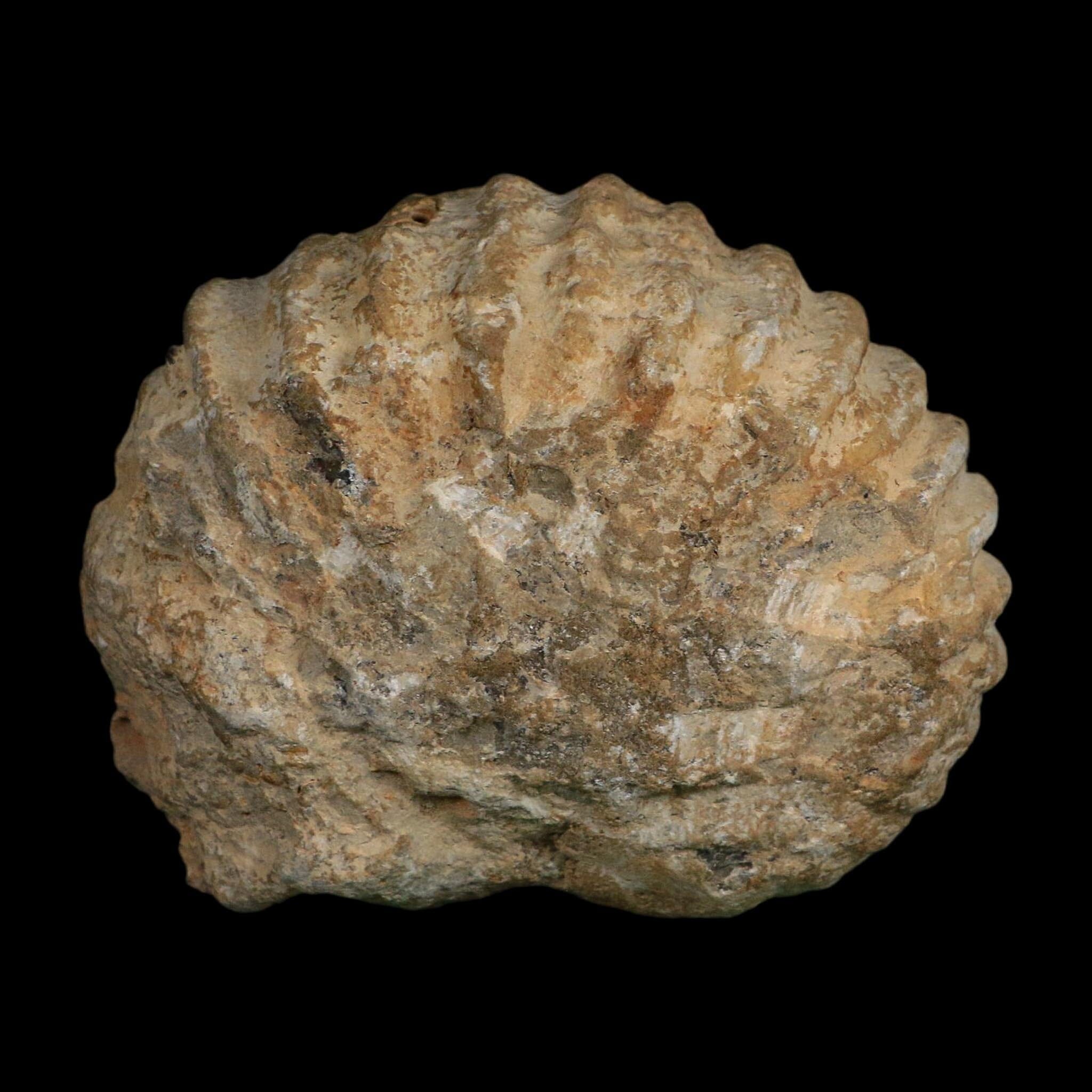 4.5" Acanthoceras Ammonite Fossil Agadir Morocco 360 Million Year Old COA - Fossil Age Minerals