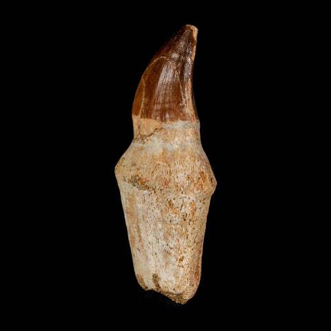 2.4" Mosasaur Prognathodon Anceps Fossil Tooth Rooted Cretaceous Dinosaur Era COA - Fossil Age Minerals